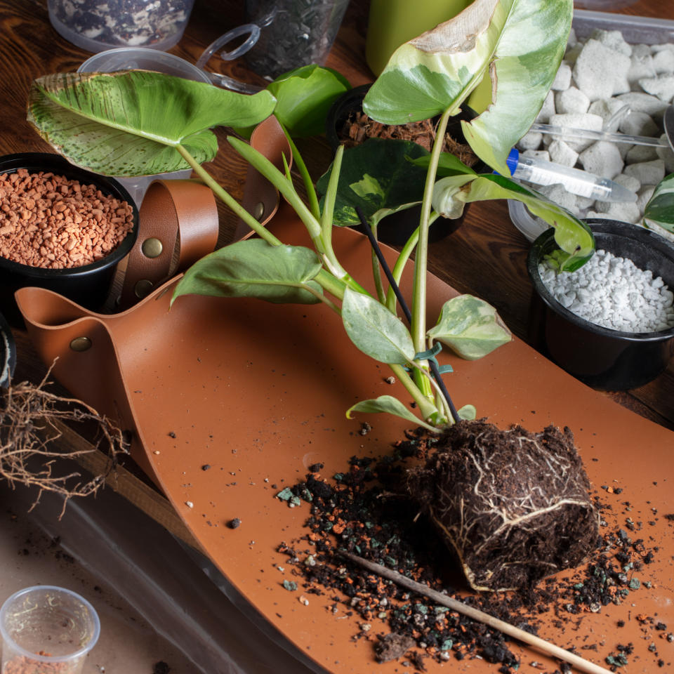 Repotting houseplant on planting mat