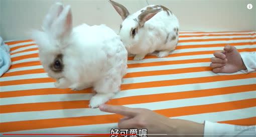 流浪兔之家帶來的兔子們，畫面萌翻全網。（圖／翻攝自YouTube）