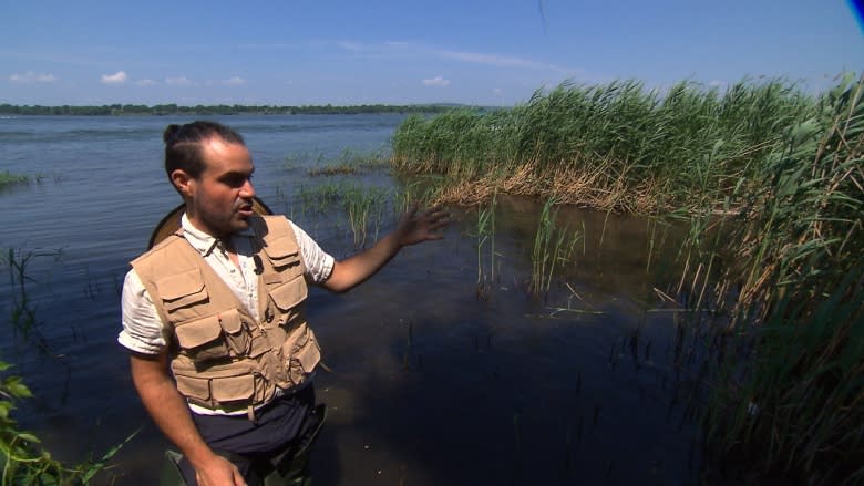 Montreal-area plant getting some help to stave off extinction