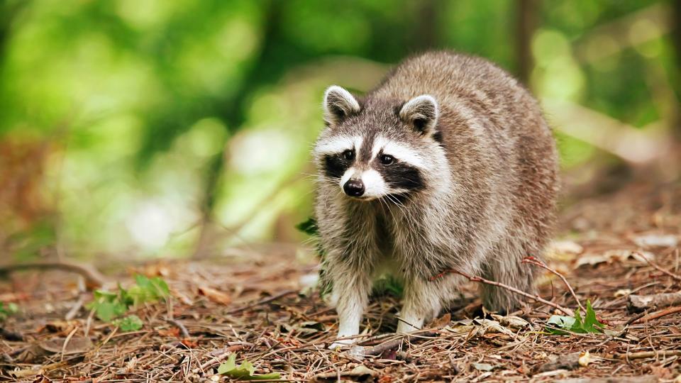 Most unusual pets - Raccoon