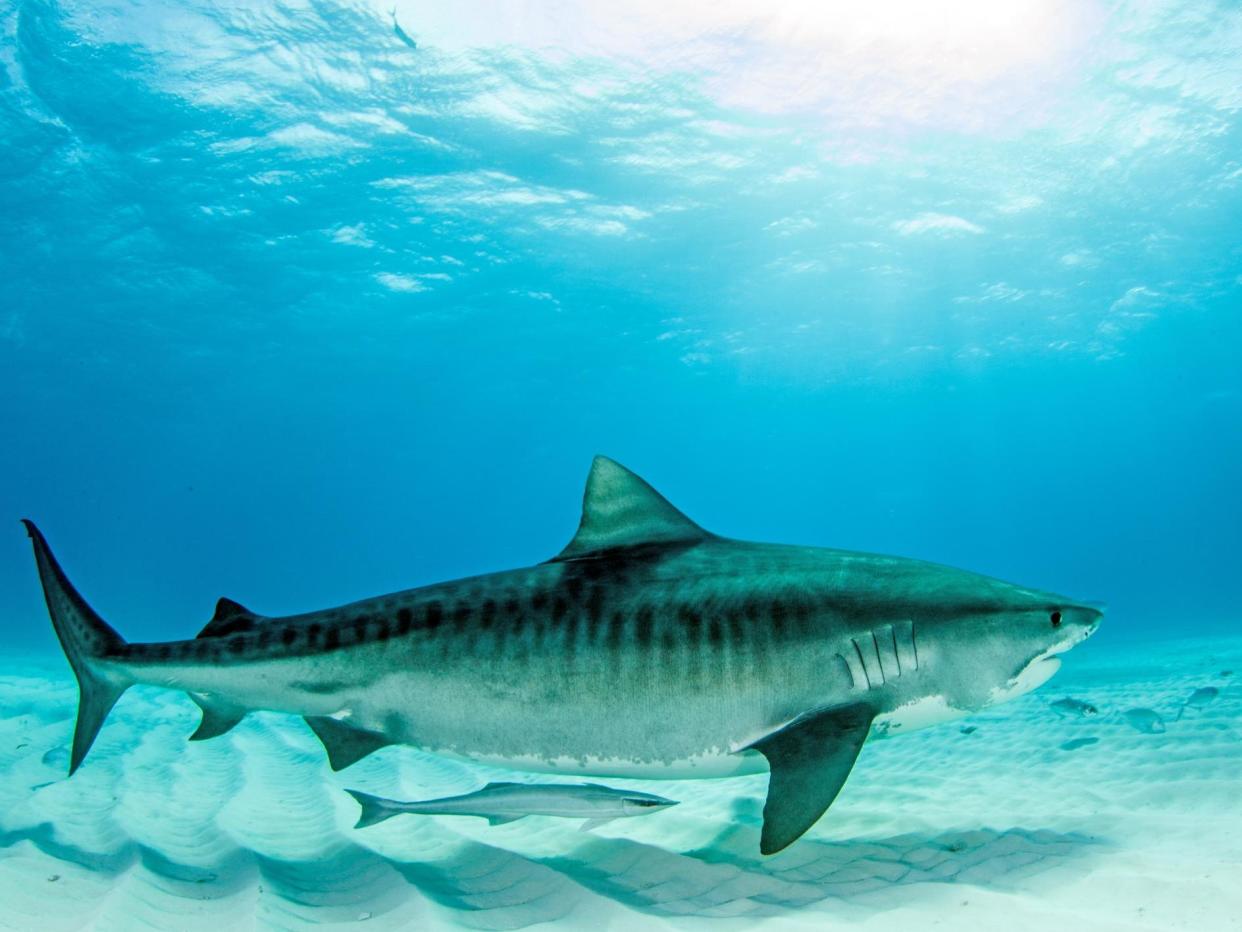 A tiger shark killed a woman off the coast of Maui in 2015 ( Getty )