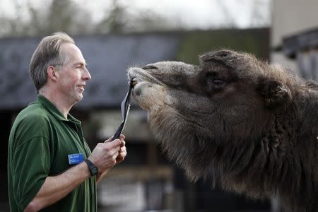 Zoo keeper Mick Tiley poses with a Bactrian camel during the annual stocktake at London Zoo in London, Britain. REUTERS/Stefan Wermuth