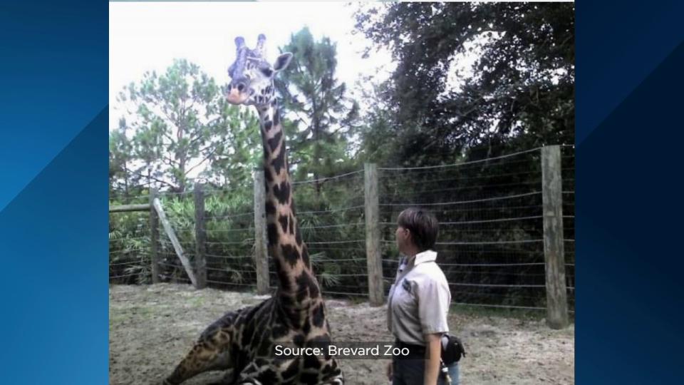 Brevard Zoo’s Rafiki the giraffe is celebrating his 25th birthday on Wednesday.