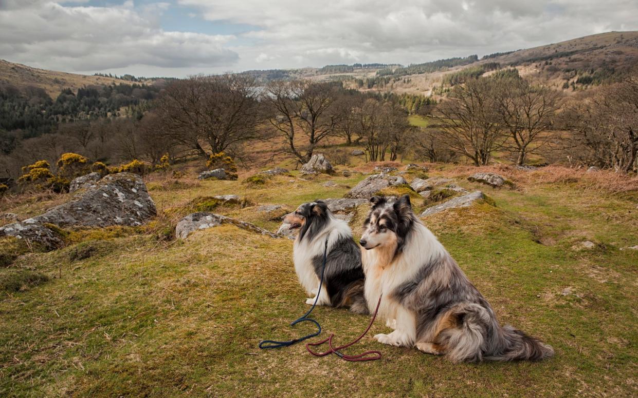 Dartmouth National Park bosses said dogs could 'distress' nesting birds and other animals