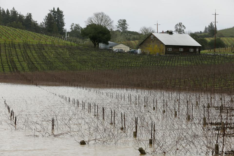 A vineyard along River Road was f flooded on Wednesday near Forestville, Calif. A river in Northern California's wine country has reached flood stage and forecasters expect it to rise even more as a winter storm lashes the region.