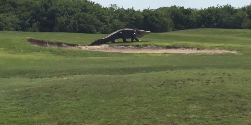 golf course gator