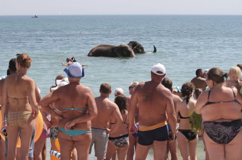 FILE PHOTO: Elephants from a local circus bathing in the waters of the Black Sea in Yevpatoria