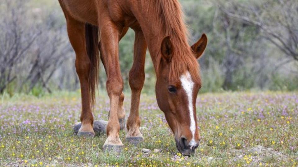 <div>It's not Mystik Dan, but this pony grazes on some grass near the Bush Highway. Thanks Caroline Horowitz for this photo!</div>