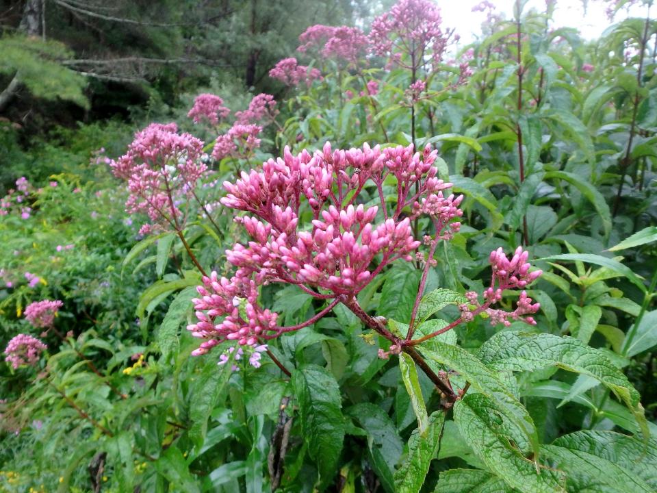 Joe Pye weed Gateway blooms longer and better than the wild forms.