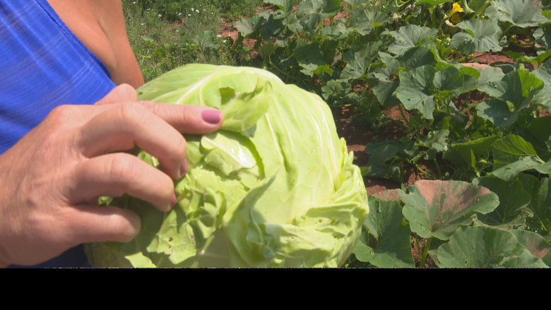 Island farmers assess damage from hail storm