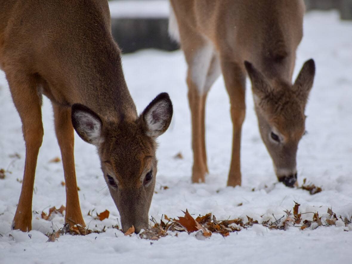 Up to 70 per cent of male deer in the South Saskatchewan River Valley are testing positive for CWD. About 30 per cent of female deer test positive for the disease, according to wildlife experts. (Mitchell Kincaid Cook - image credit)