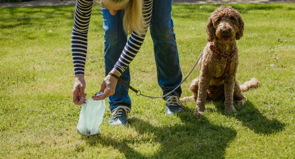 Photo shows woman picking up poo as a dog sits nearby.