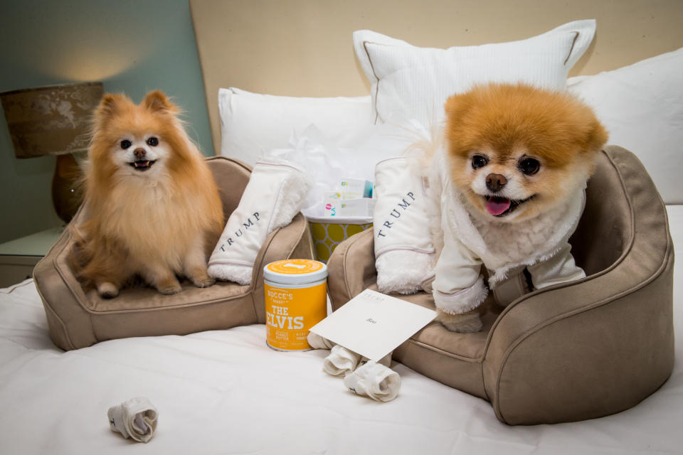 Buddy and Boo pictured as Boo, ‘The World’s Cutest Dog’ sighting at a luxury penthouse at Trump International Hotel in Las Vegas, NV in 2014. Source: AP