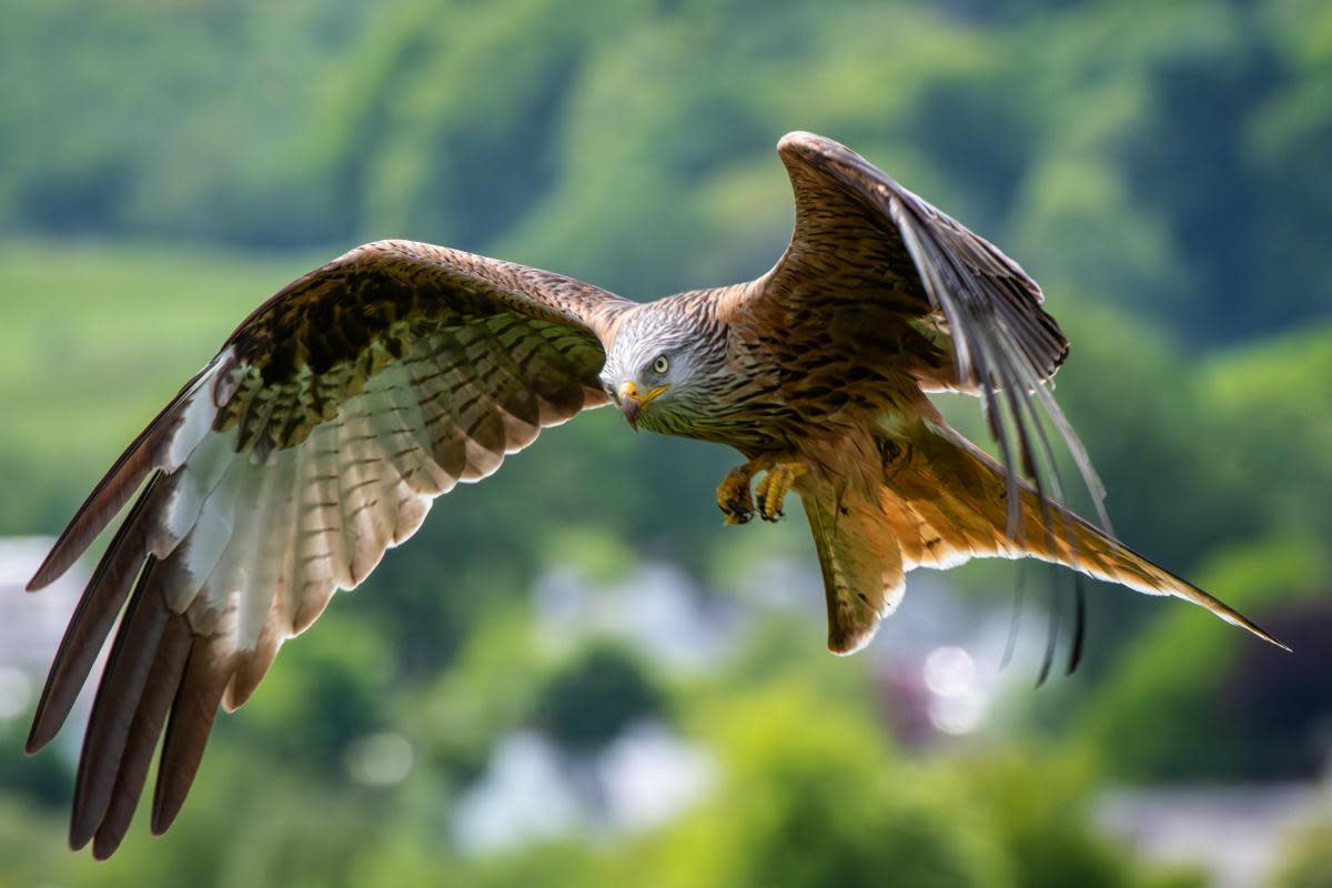 Red Kites are a protected species under the Wildlife and Countryside Act. <i>(Image: Getty)</i>