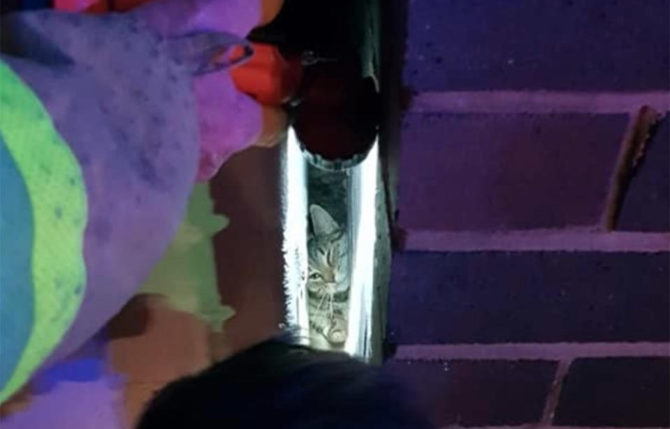 Sydney fire fighters rescue a cat that somehow became wedged tightly between two buildings. Source: Newtown Fire Station/Facebook