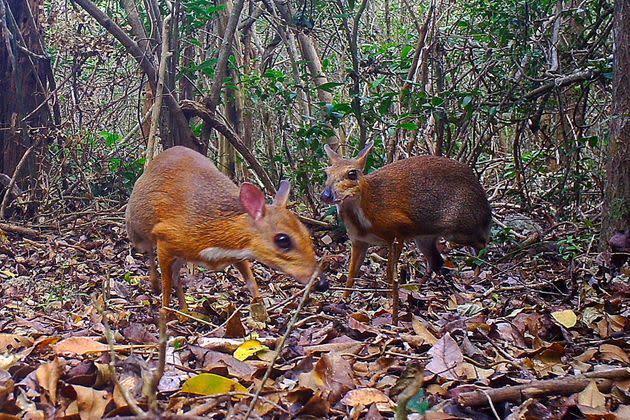 <p>Le mammifère photographié est un chevrotain à dos argenté (Tragulus Versicolor), un ruminant présent seulement au Vietnam et très rarement étudié.</p>