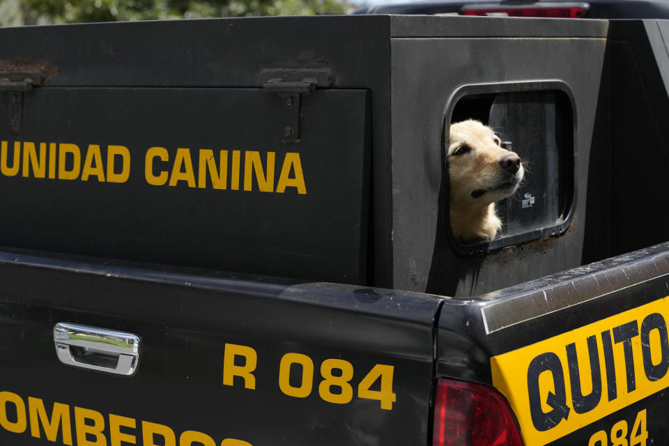 Gaia, que trabaja con el departamento de bomberos, llega a su ceremonia de jubilación, junto a otros perros, en Quito, Ecuador, el 20 de mayo de 2024. Los perros fueron adoptados por residentes en la capital. (AP Foto/Dolores Ochoa)