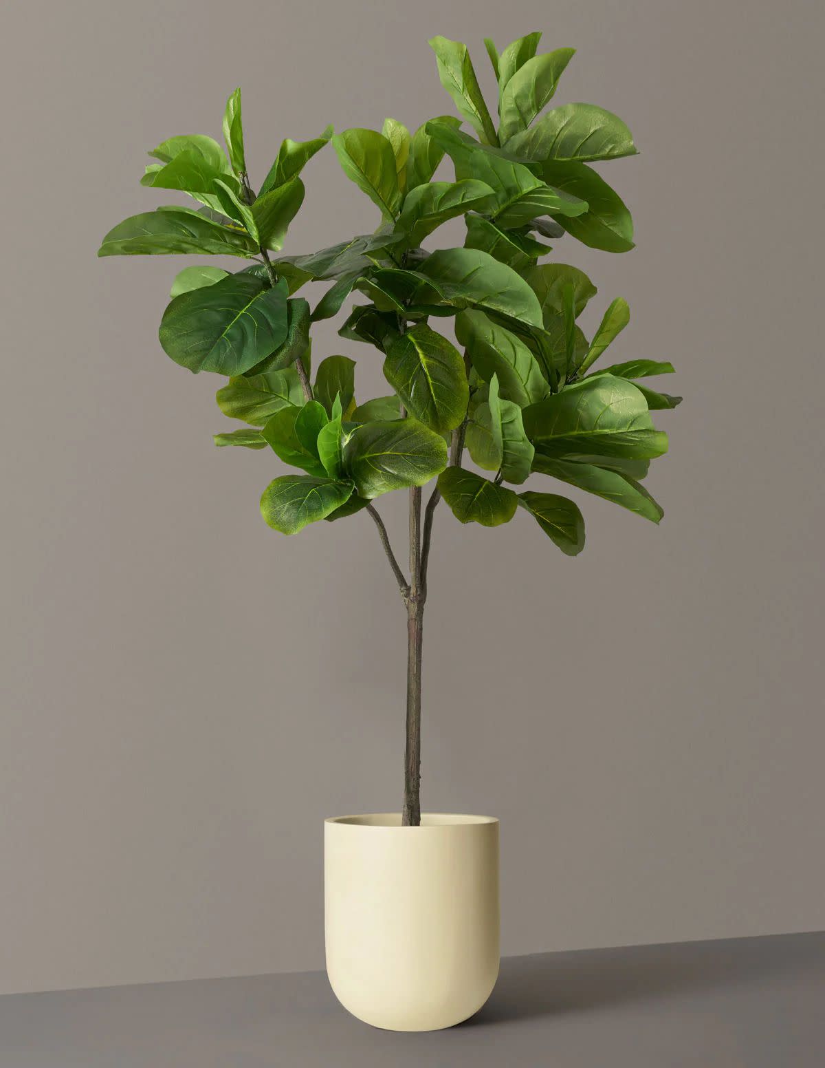 <p><a href="https://go.redirectingat.com?id=74968X1596630&url=https%3A%2F%2Fwww.thesill.com%2Fproducts%2Flarge-fiddle-leaf-fig-tree&sref=https%3A%2F%2Fwww.womenshealthmag.com%2Flife%2Fg19483793%2Fbest-mothers-day-gifts%2F" rel="nofollow noopener" target="_blank" data-ylk="slk:Shop Now;elm:context_link;itc:0;sec:content-canvas" class="link rapid-noclick-resp">Shop Now</a></p><p>Large Fiddle Leaf Fig Tree</p><p>The Sill</p><p>$228.00</p>