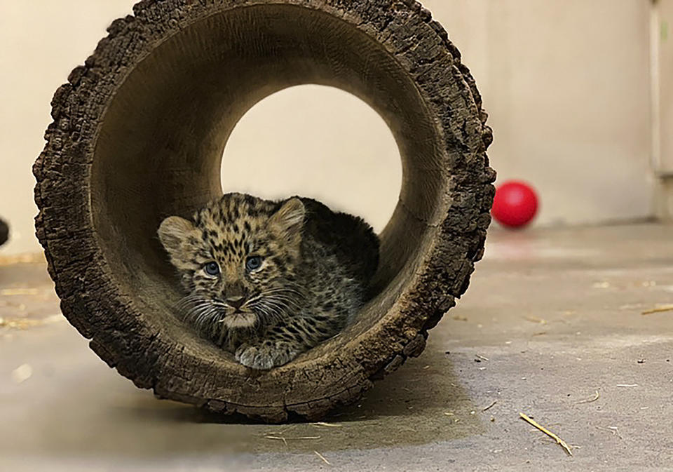 In this Monday, Aug. 12, 2019 photo provided by the Rosamond Gifford Zoo, an Amur leopard cub plays in its private quarters at the Rosamond Gifford Zoo in Syracuse, N.Y. The leopards, which are native to eastern Russia and critically endangered, made their public debut on Wednesday, Aug. 14. (Courtesy of the Rosamond Gifford Zoo via AP)