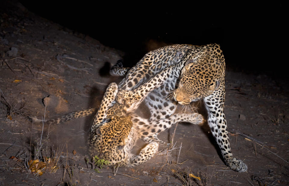 Midnight safari: Wild animals gather under a full moon