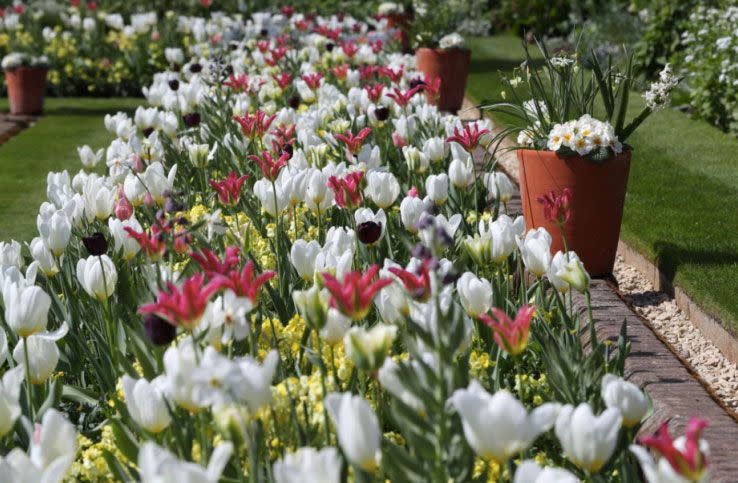 The flowers have bloomed because of an unseasonably warm spring. Source: PA