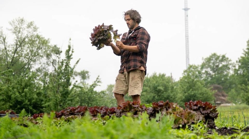 Owner Dan Heryer harvests red lettuce at Urbavore, the largest urban farm in Kansas City.