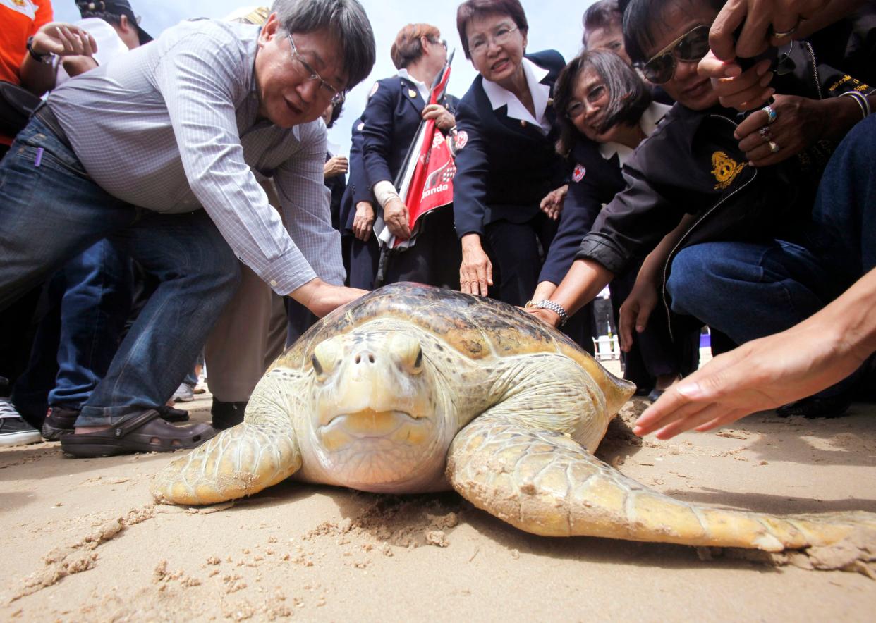 Hawksbill turtle