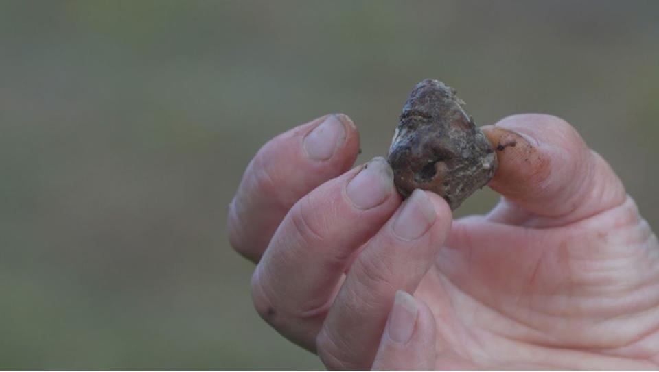 Groulx keeps samples of the native truffle to inoculate her trees.