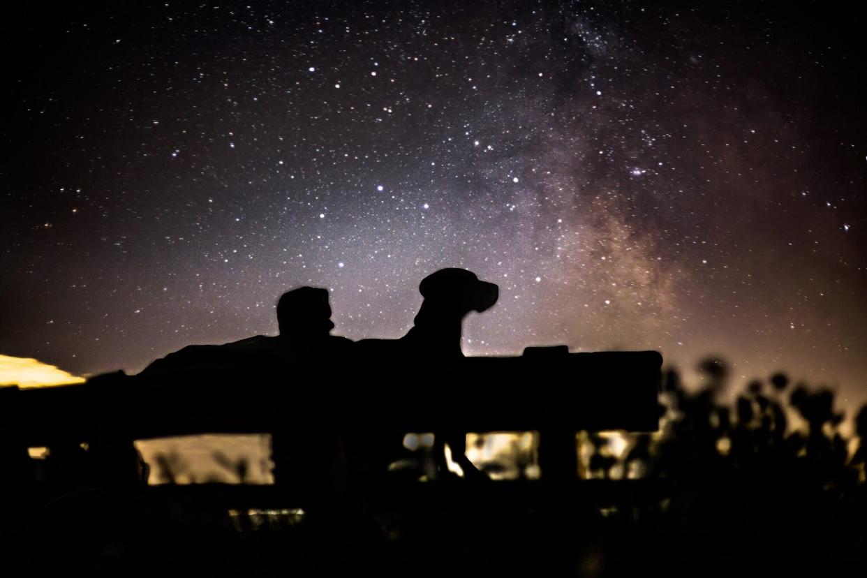dog and man sitting on bench looking at the starry night