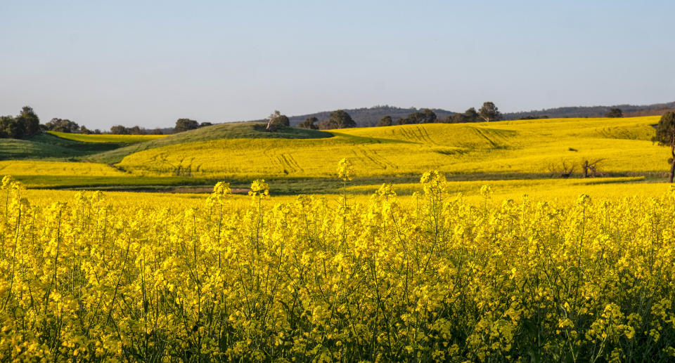 A canola field