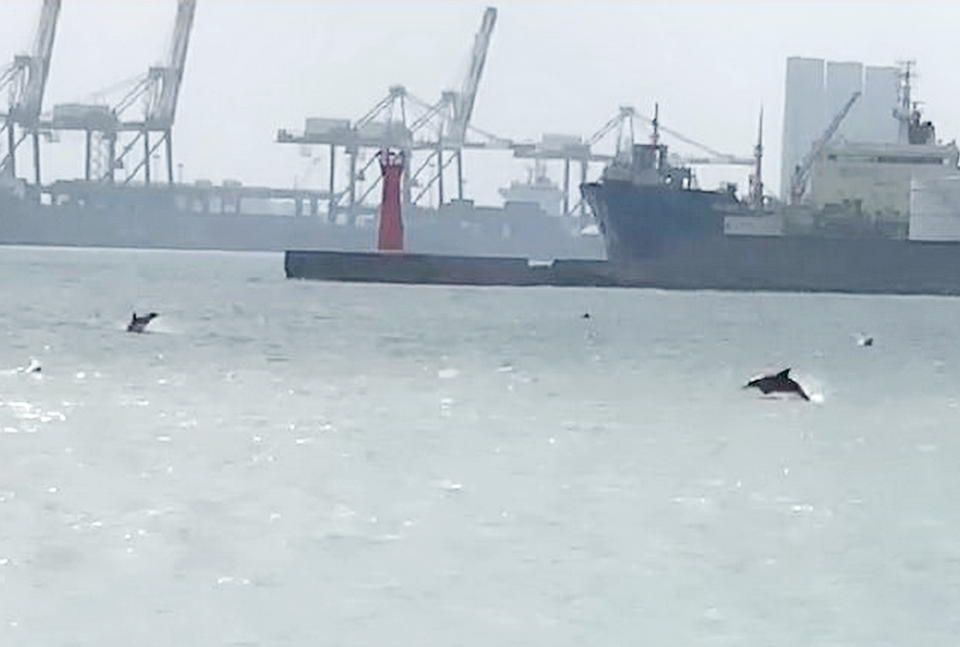 海豚家族現蹤台中港相互嬉戲，不時在港區水面躍動，民眾目睹嬌客趕緊捕捉難得的畫面 。（記者陳金龍翻攝）