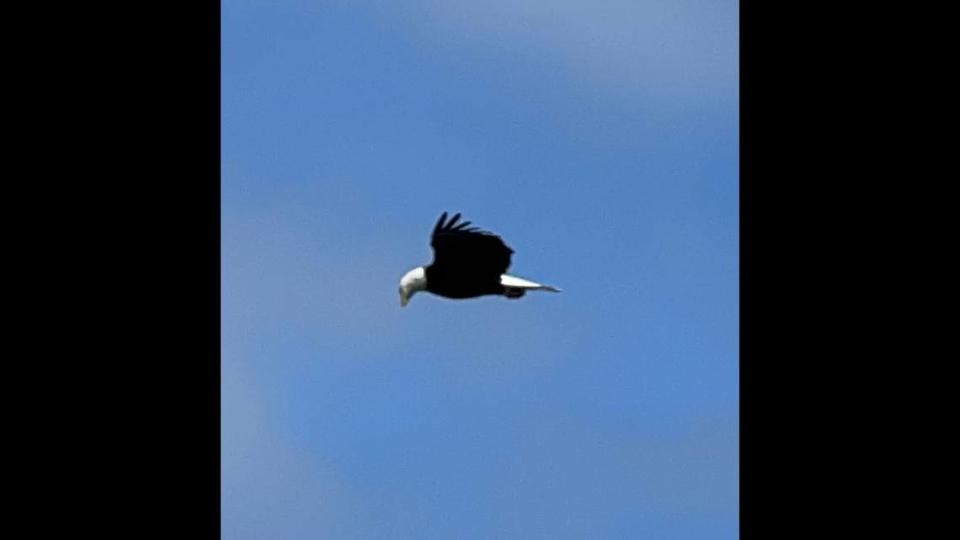 A bald eagle is seen in the sky after crashing through a living room window May 16 at Lakewood, Washington.