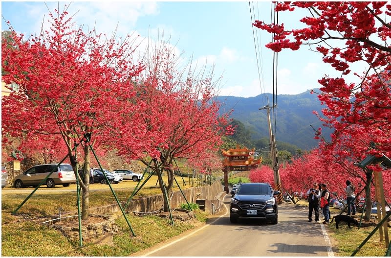 嘉義｜彌陀禪寺 賞櫻