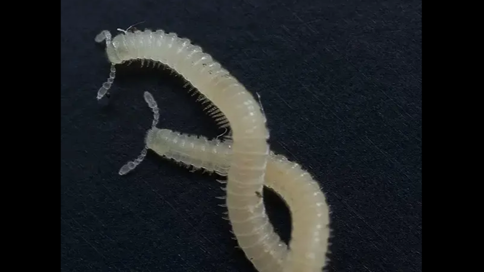 While its appearance may be a bit off putting, even fitting of a “Hollywood horror movie,” the agency said the tiny creature “serves a critical role in the area’s ecosystem.”