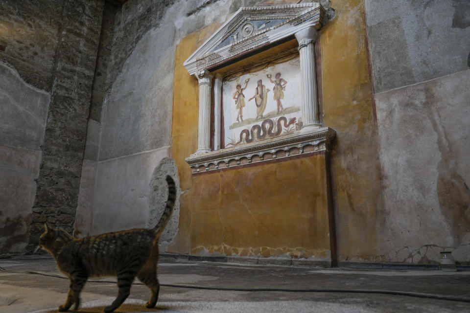 A cat crosses the 'lararium', a place in ancient Roman Domus where the shrine for the worship of the Lares, the household gods, was located, in the Ancient Roman Domus Vettiorum, House of Vettii, in the Pompeii Archeological Park, near Naples, southern Italy, Wednesday, Dec. 14, 2022. One of Pompeii's most famous and richest domus, which contains exceptional works of art and tells the story of the social ascent of two former slaves, is opening its doors to visitors Wednesday, Jan. 11, 2023 after 20 years of restoration. (AP Photo/Andrew Medichini)