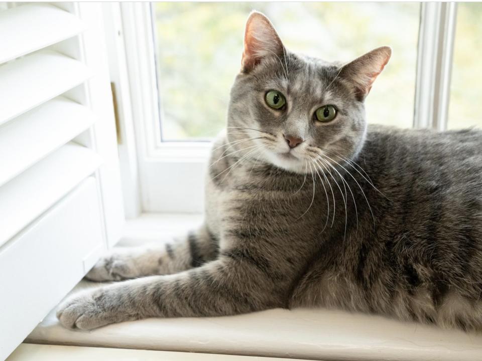 A gray tabby cat with green eyes sits on a windowsill