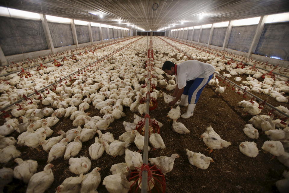 A worker feeds chickens as classical music by Mozart play in the background at Kee Song Brothers' drug-free poultry farm in Yong Peng, in Malaysia's southern state of Johor April 16, 2015. In barns filled with classical music and lighting that changes to match the hues outside, rows of chickens are fed a diet rich in probiotics, a regimen designed to remove the need for the drugs and chemicals that have tainted the global food chain. Picture taken April 16, 2015. To match POULTRY-DRUG/  REUTERS/Edgar Su 