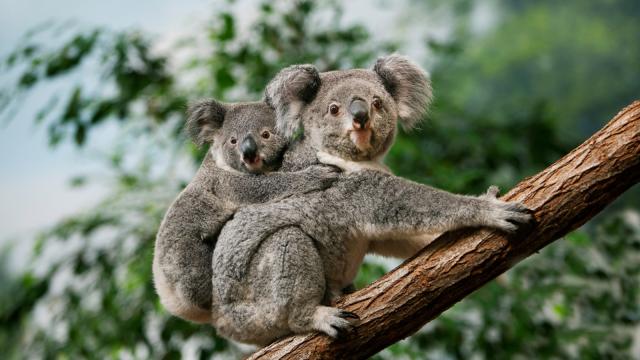 Wild koalas get chlamydia vaccine in first-of-its kind trial to protect the  beloved marsupials - CBS News