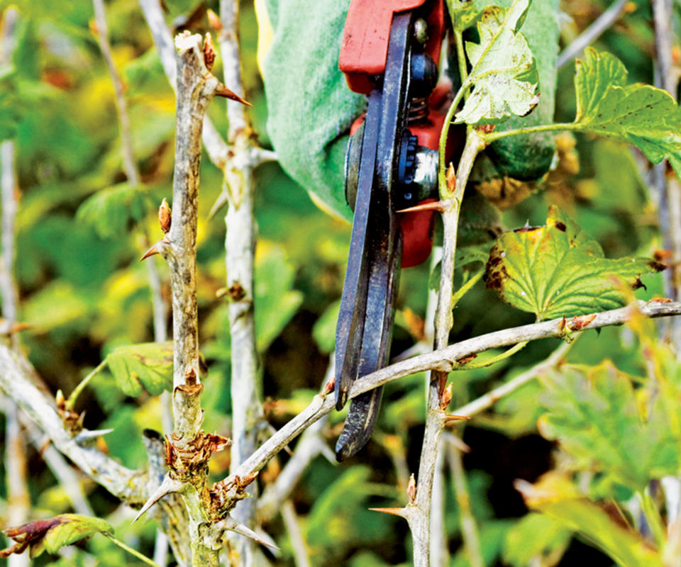 pruning gooseberry bushes with secateurs