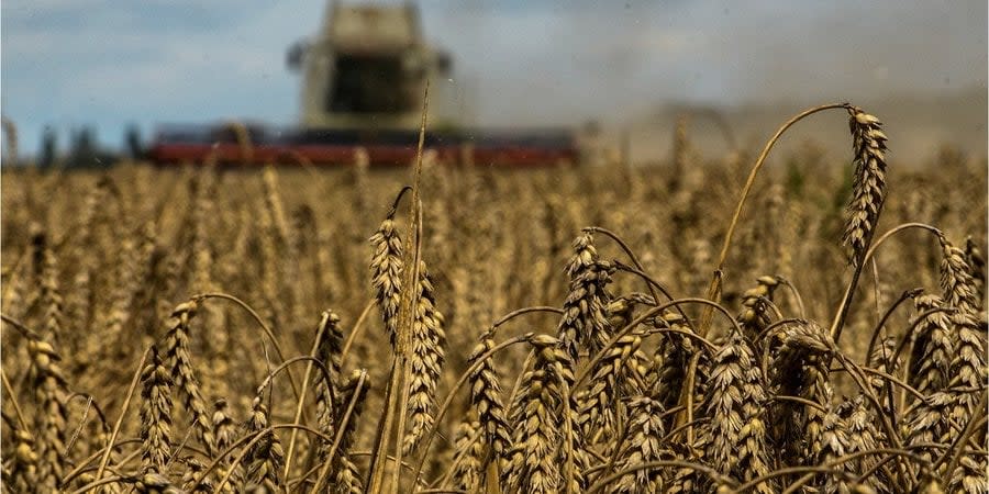 Harvesting in the Kyiv region at the beginning of August 2022