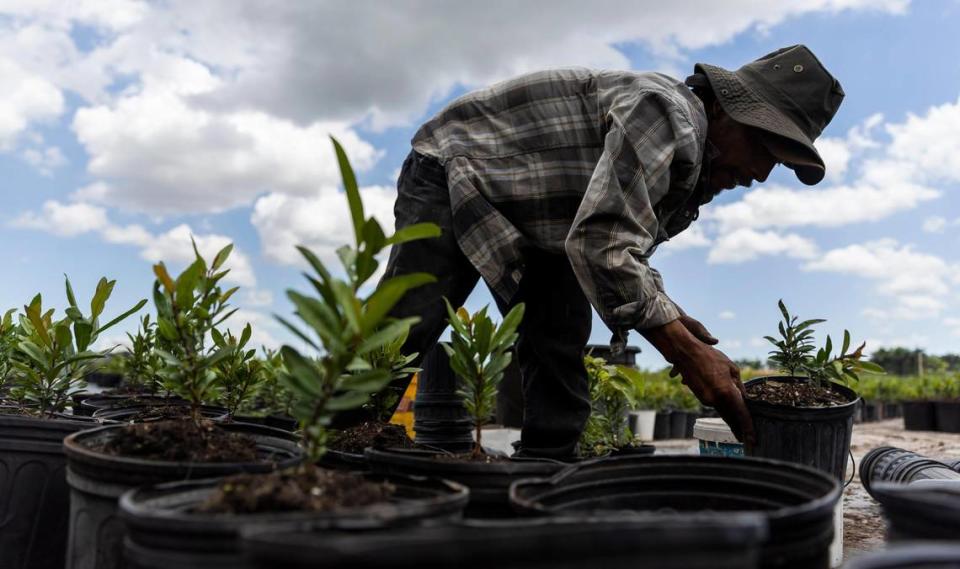 Felipe Vásquez, de 46 años, llena macetas con tierra en una granja el viernes 21 de abril de 2023, en Homestead, Florida. MATIAS J. OCNER mocner@miamiherald.com