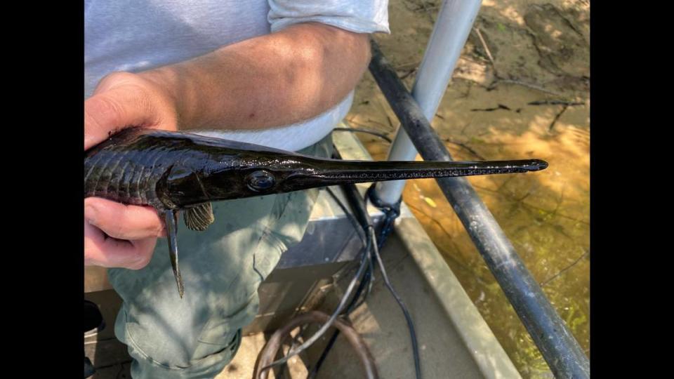 A primitive fish was found in west Florida’s Choctawhatchee River and even state biologists had to pause figure out what they caught.