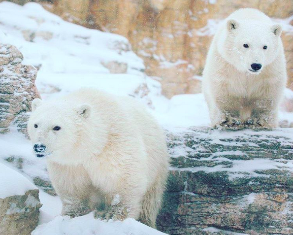 <p>See some of Canada’s most cherished winter animals, including Arctic wolves, muskoxen and polar bears at the zoo’s Journey to Churchill exhibit. <i>(Instagram/<a href="https://www.instagram.com/assiniboineparkzoo/" rel="nofollow noopener" target="_blank" data-ylk="slk:assiniboineparkzoo;elm:context_link;itc:0;sec:content-canvas" class="link ">assiniboineparkzoo</a>)</i></p>