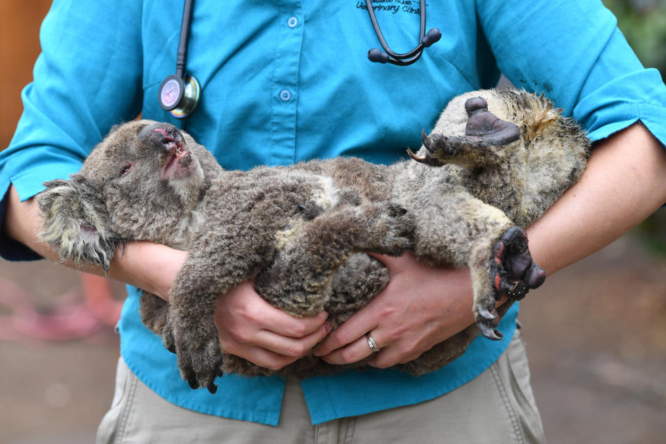 Vets and volunteers treat Koalas at Kangaroo Island Wildlife Park, on Kangaroo Island.