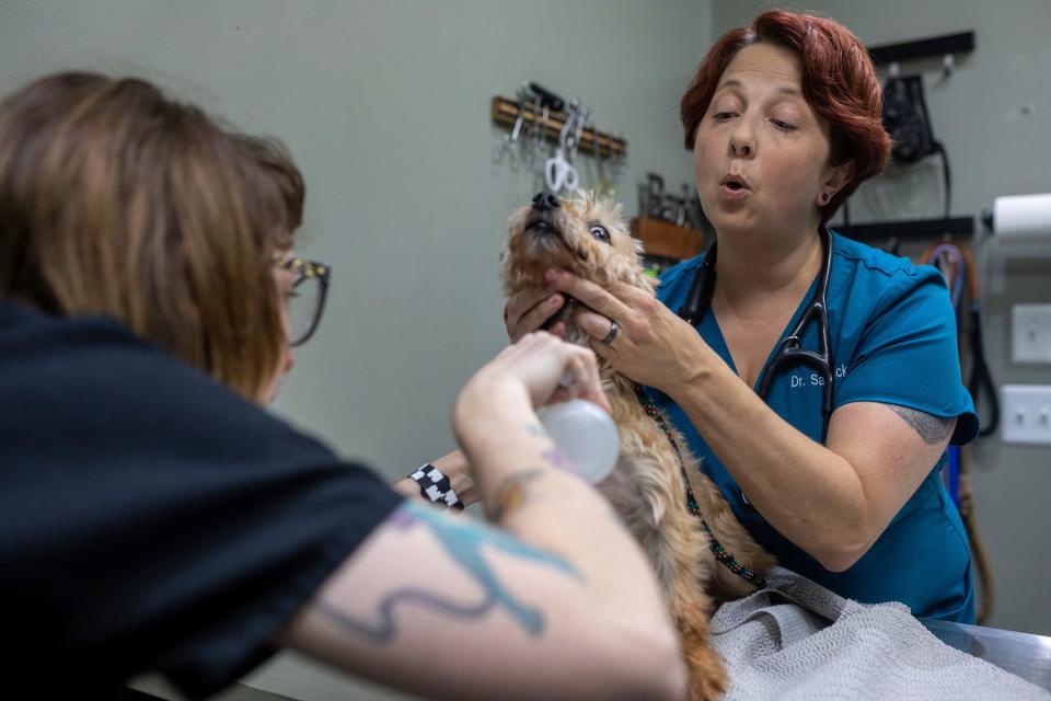 Associate veterinarian Sarah Sewick holds a dog during their annual exam inside the Greenfield Animal Hospital in Southfield on Friday, Aug. 4, 2023.