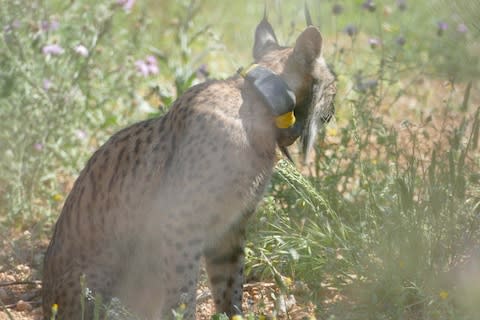 young Iberian Lynx Litio