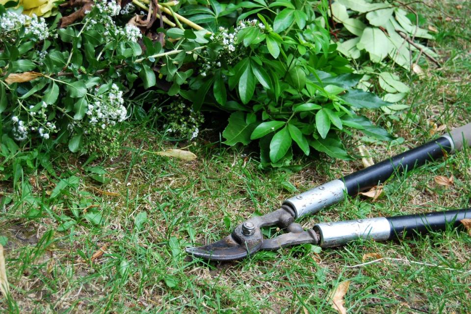 Garden loppers laying on the ground in front of a bush. 