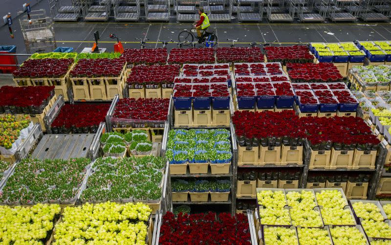 Imagen de archivo de flores que son preparadas en una bodega de FloraHolland en Aalsmeer