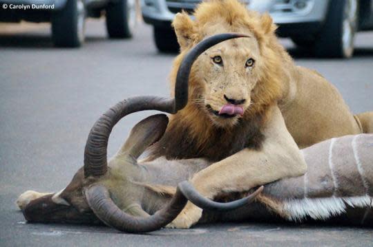 male lion pouncing on prey