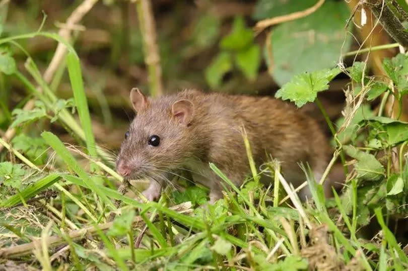 Brown rat, Rattus norvegicus